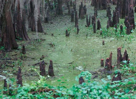 Giant salvinia will grow in areas that are inaccessible preventing herbicide application or removal. Caddo Lake is unique as a naturally formed lake because it does not have a single governing agency.