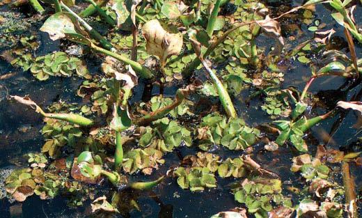 Giant salvinia commonly grows with waterhyacinth and other vegetation. Caddo Lake has faced many challenges in its history.