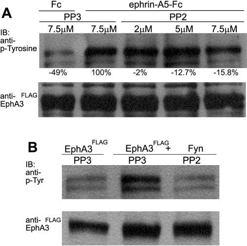 6254 J. Neurosci., July 14, 2004 24(28):6248 6257 Knöll and Drescher Src Family Kinases in Axon Guidance Figure 6. Fyn overexpression increases tyrosine phosphorylation of EphA receptors.