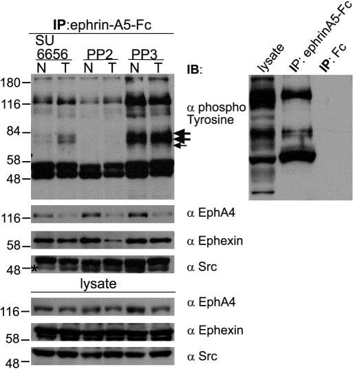Compared with Fc alone, ephrina5-fc induced a robust tyrosine phosphorylation on EphA3 FLAG. The phosphorylation of EphA3 was not affected by 2 M PP2 and only modestly at 5 7.5 M PP2.