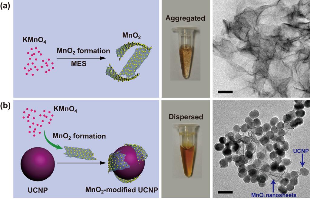 Figure S5. Experimental investigations showing formation of MnO 2 nanosheets (a) in the absence and (b) in the presence of UCNPs.