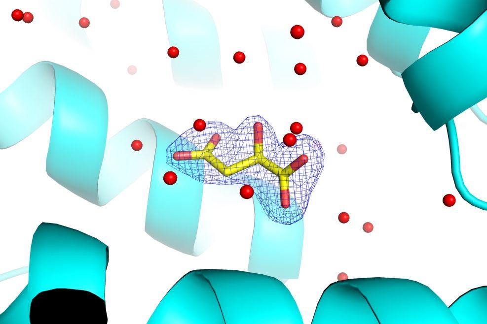 Figure S3: Model of malic acid in the cavity of ERAP1 shown in yellow sticks (oxygen atom in red), 2F o -F c electron