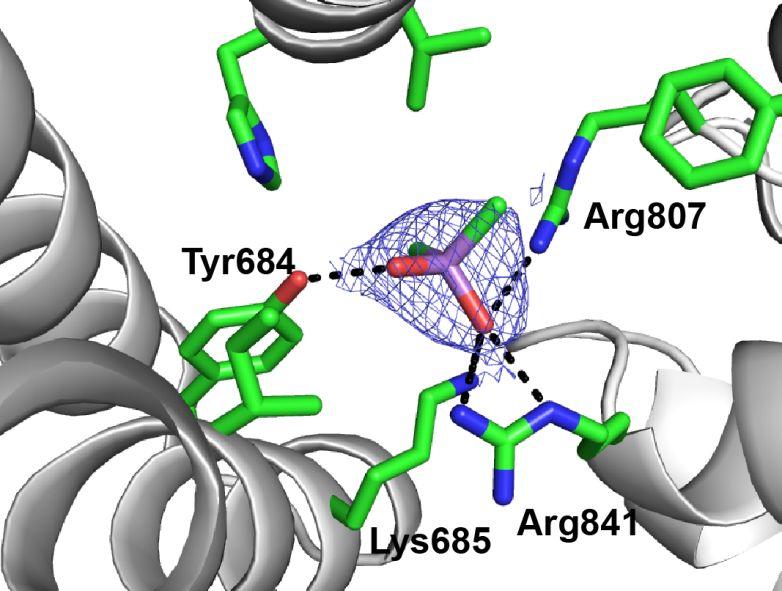 Figure S5: Cacodylate ion built in residual electron density of the ERAP1 crystal structure with PDB code 2YD0.