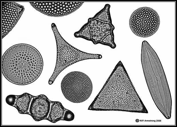 Directions: Answer the following questions. 1. What is unique about Diatoms (image below)? 2. Is it unicellular? Or multicellular? 3.