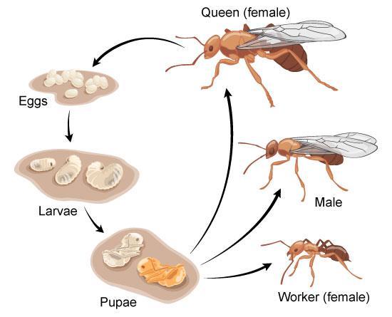 2017 7 th Grade CP Science Exam Review Packet Directions: Label each stage of the following life cycle diagram. This is an example of metamorphosis.