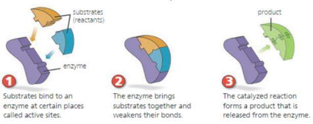 Like all proteins, enzymes work best in certain environments. 2.