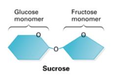 5. Disaccharides a. b. Example: sucrose = glucose + frustose 6. Polysaccharides a. Polysaccharides: b.