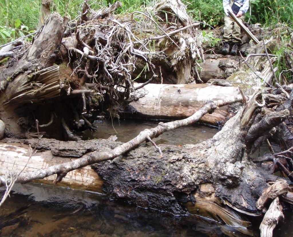 Background Large woody debris increase habitat complexity and are important for Creating Habitat Spawning migrations Predatory cover for adults