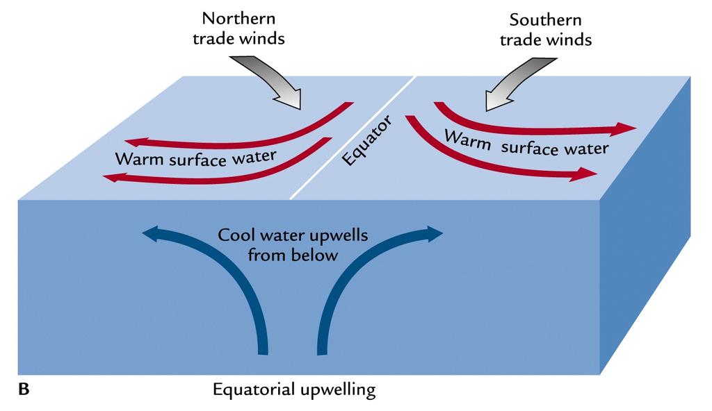 Equatorial Upwelling As surface water diverges, sea