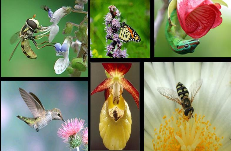 Examples of insect-pollinated flowers Examples of