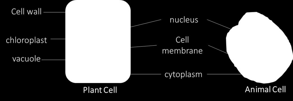 BOTH cells have a nucleus. The information storage' of the cell. 3.