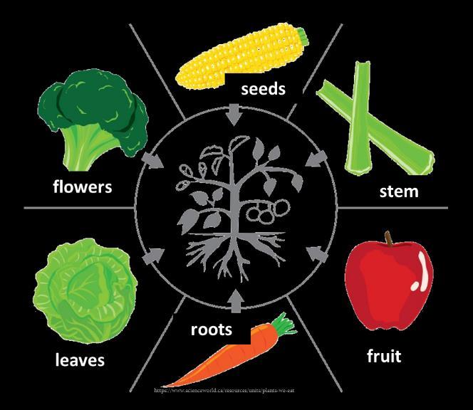 Parts of a plant we eat We use many types of plants for food. The fruit and vegetables that we eat, and grow for eating, come from various parts of the plant.
