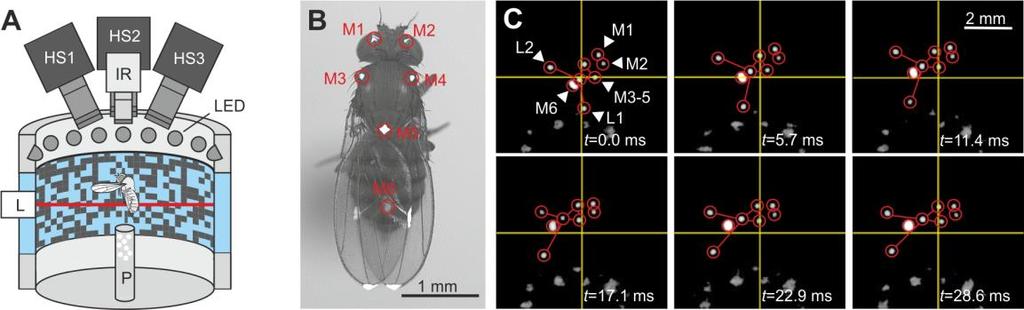 Fig. 9. Video reconstruction of body markers in freely flying fruit flies. (A) Free flight arena (not to scale).