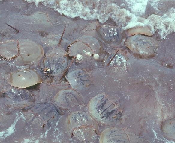In the 1970 s and 1980 s, Limulus polyphemus was extremely common during