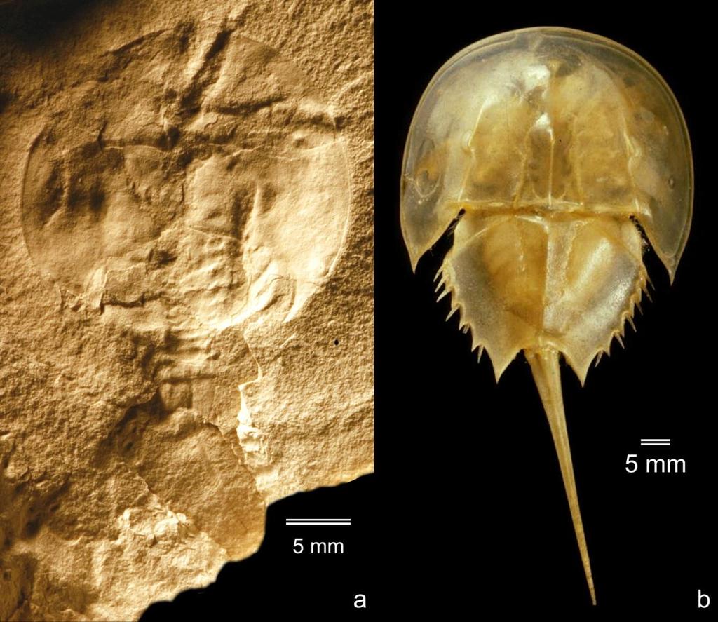 In the fossil record, the basic xiphosurid horseshoe crab body plan occurs in