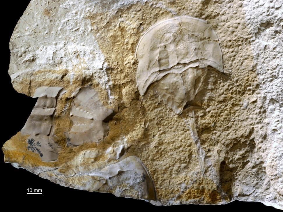 Although examples of fossil horseshoe crabs occurred in the Mesozoic, the most remarkable