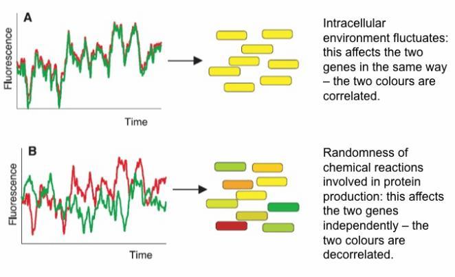 Intrinsic and Extrinsic Noise Precisely to explore the origins of the different amounts of the proteins, Elowitz et al. used two fluorescent proteins (in different colours) instead of just one.