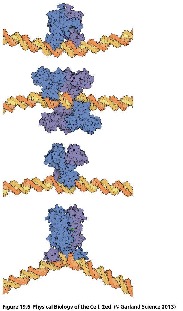 Repressors hinder the binding of RNA polymerase, or the initiation of transcription.