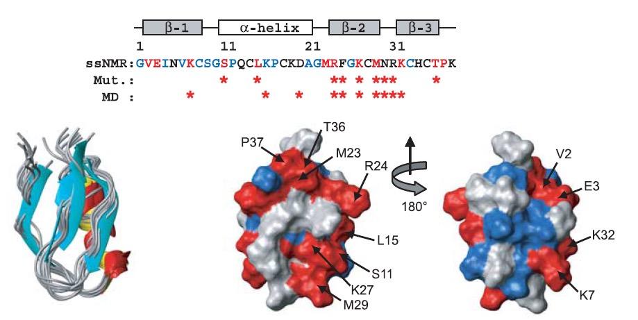 Kaliotoxin-K + channel interactions Solid-state structure of kaliotoxin bound to K + channel Residues whose