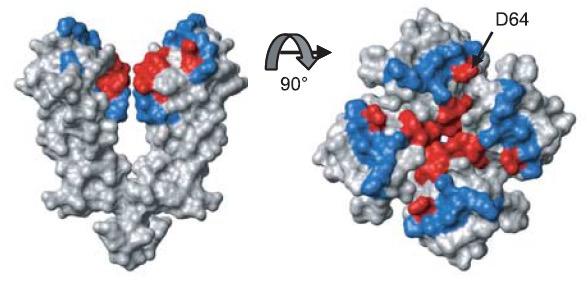 unperturbed residues of K + channel are shown in red