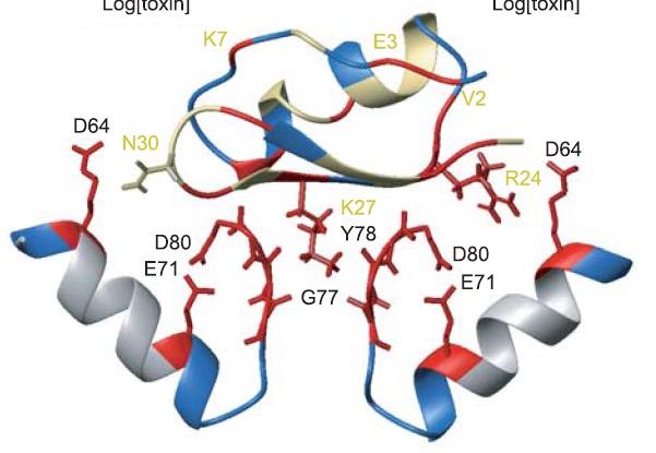 Structural model of kaliotoxin-k+ channel High-affinity binding of kaliotoxin is accompanied by an insertion of K27 side-chain into the selectivity filter of the