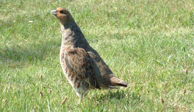 partridge population? How the parameters of the population change, like natality, chick survival rate, and mortality?