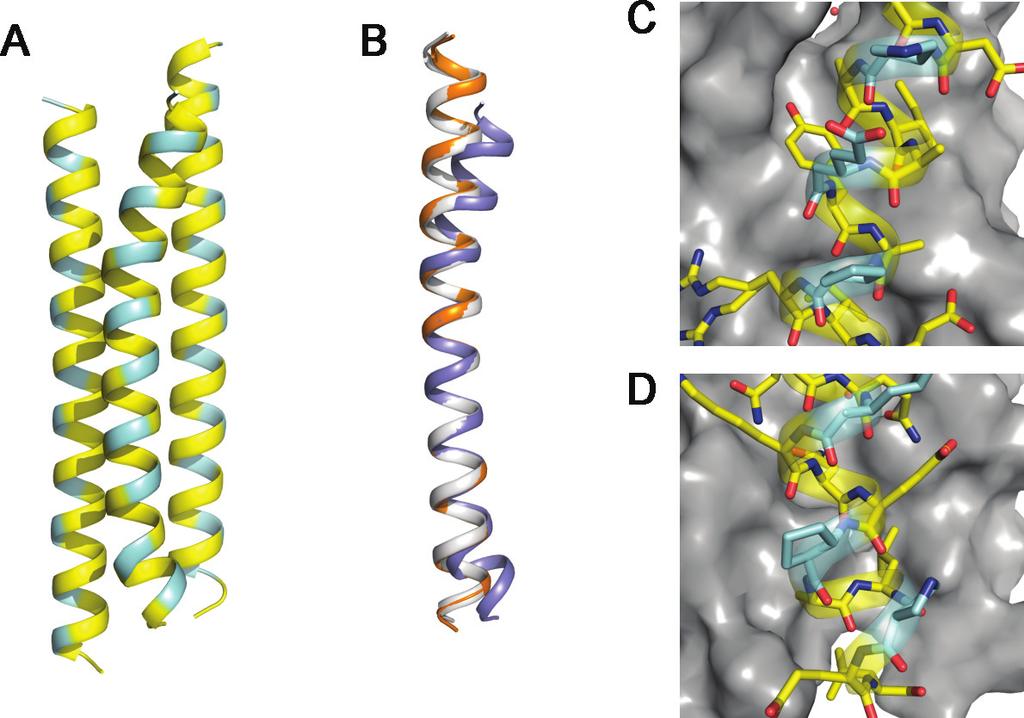 Fig. S2. Crystal structure of / -peptide 10 alone. (A) Cartoon representation of the helix bundle formed by 10 ( -residues are colored yellow, -residues are colored cyan).