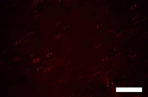 , Trnsmission opticl microscopy (TOM) of smectic α-zrp/epoxy films on polyimide show