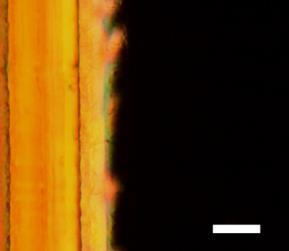 (thickness 25 µm).