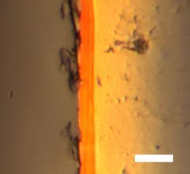 direction of oservtion, scle r represents 20 µm.