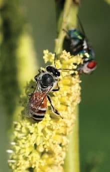 POLLINATORS: We All Know Them Social and solitary bees are efficient pollinators of many crops and all farmers have