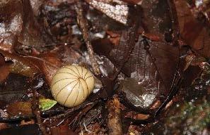 They live in the forest floor, soil, under bark, and habitats that are wet and rich in organic