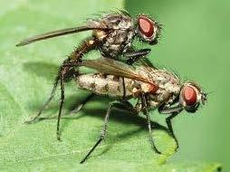 Scavenger flies (Sarcophagidae) are found in moist habitats.