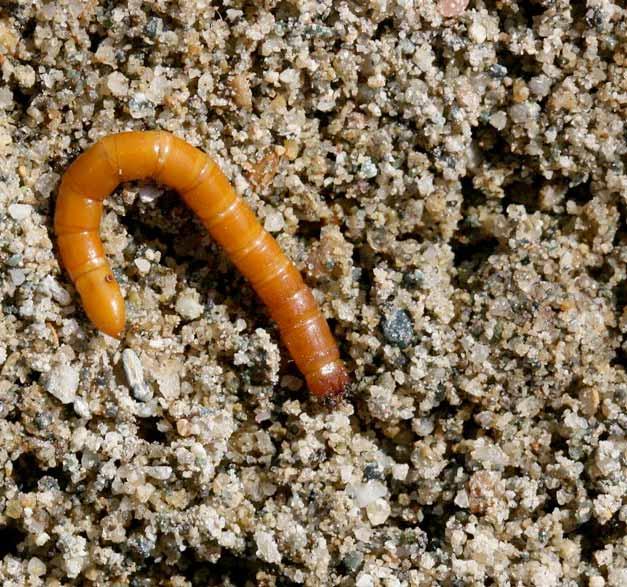 Wireworms, the lrve of lik