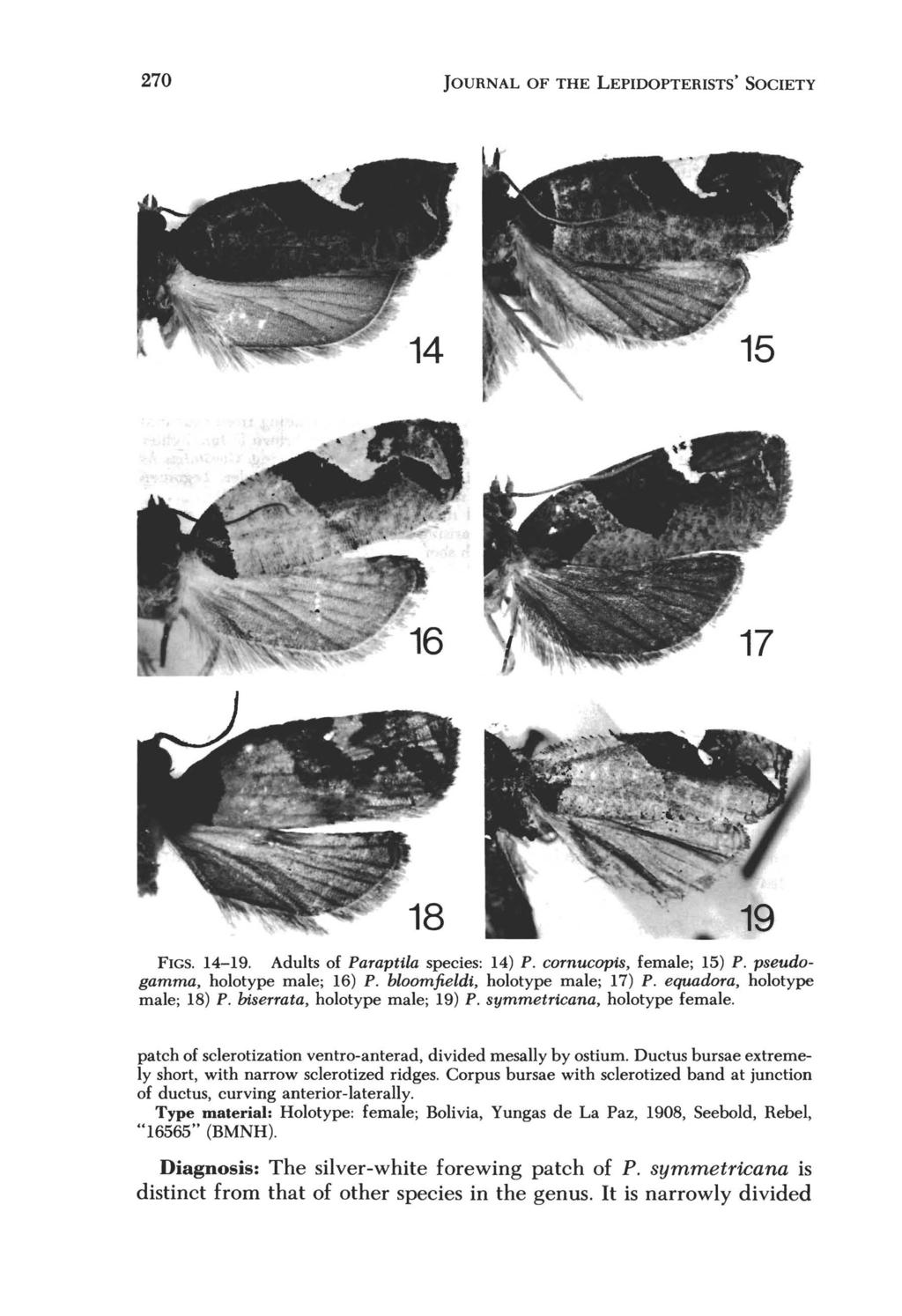 270 JOURNAL OF THE LEPIDOPTERISTS' SOCIETY FIGS. 14-19. Adults of Parapttla species: 14) P. cornucopis, female; 15) P. pseudogamma, holotype male; 16) P. bloomfieldi, holotype male; 17) P.