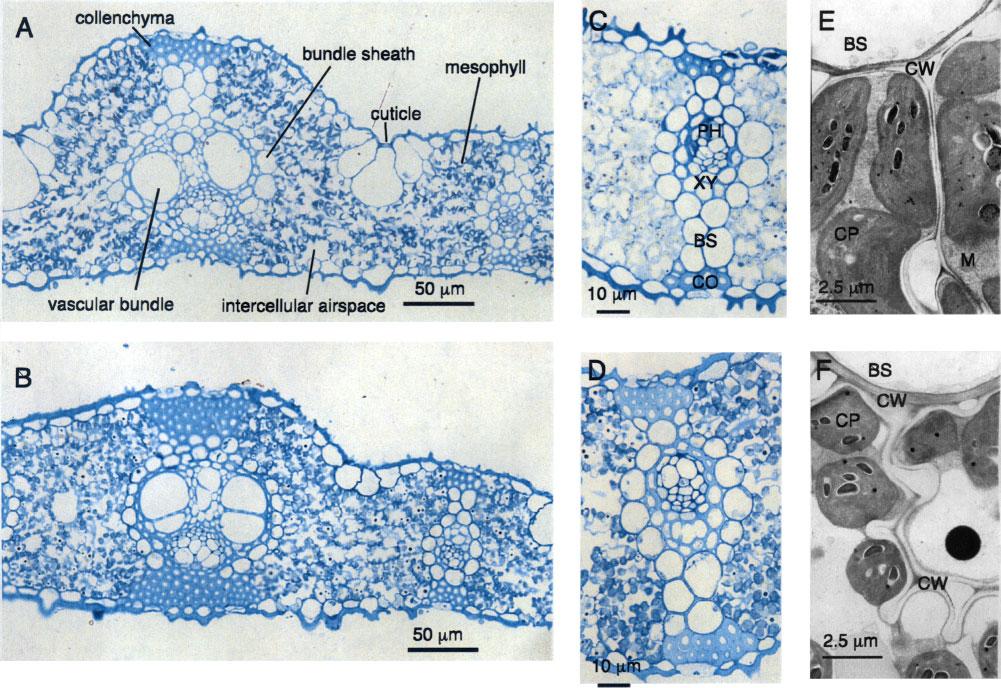 526 Enhancement of CO 2 conductance by aquaporin Fig. 5 Leaf mesophyll and vascular bundle anatomy of the rice leaves.