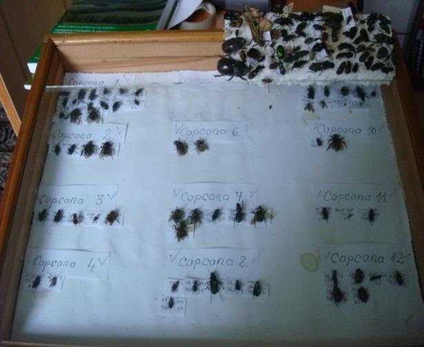 After capturing insects, the material was punctured, labeled, determined by determinatoarelor specialized in the laboratory of Plant Protection. Conservation of material was made boxes insectary.