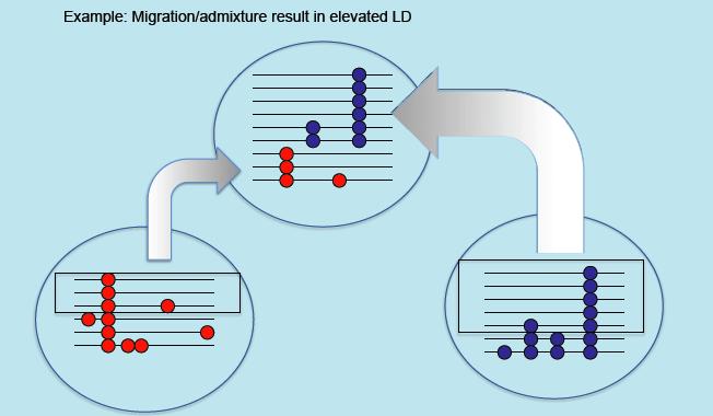 Countervailing forces that increase LD Population structure can increase LD if allele