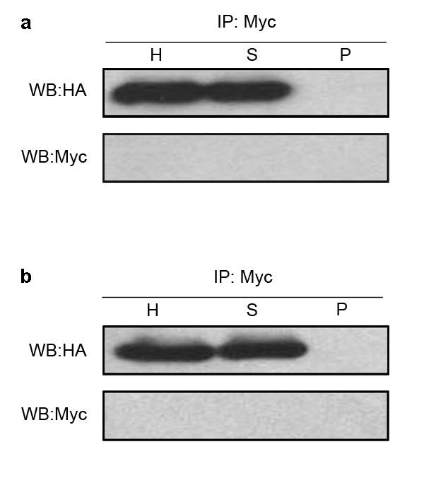Figure S9. Atlastin-HA is not immunoprecipitated by anti-myc antibody.