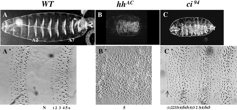 5512 A. Gallet and others Fig. 1. The embryonic phenotype of the ci 94 null allele is weaker than the hh null phenotype. Anterior is towards the left. (A) Cuticle of a wildtype larva.