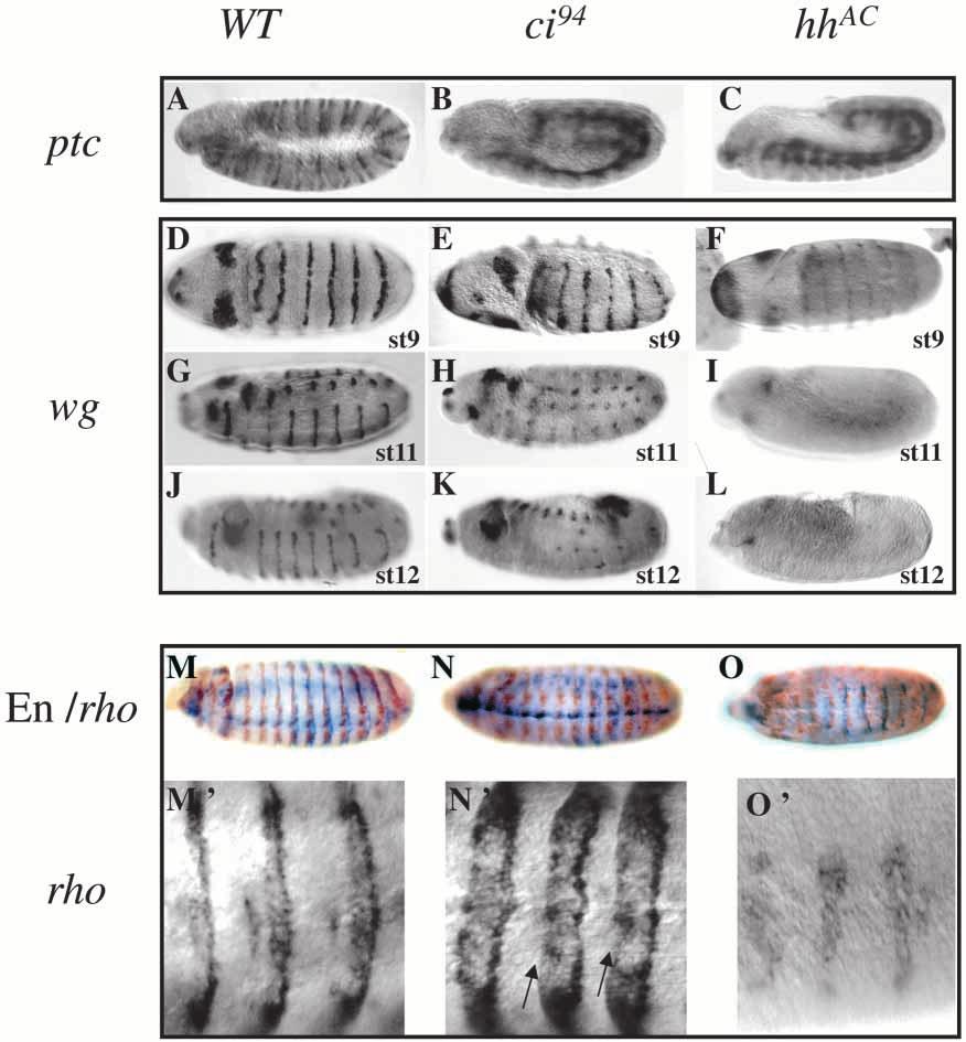 Cubitus interruptus-independent Hedgehog signalling 5513 Fig. 2. Ci does not regulate all Hh target genes. Expression of ptc (A-C) and wg (D-L) mrnas.