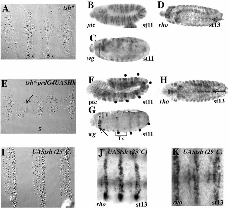 Cubitus interruptus-independent Hedgehog signalling 5517 Fig. 6. Tsh is necessary for rho and late wg expression. Anterior is towards the left. (A-D) tsh 8 embryos. (E-H) tsh 8, prdgal4 UASHh embryos.