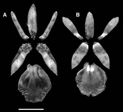 Dressler & Bogarín New Sobraliae 477 Figure 2. Comparison of the dissected perianth of: A Elleanthus cynarocephalus (Dressler 6697). B E. carinatus (Dressler 7069). Scale bar = 1 cm.