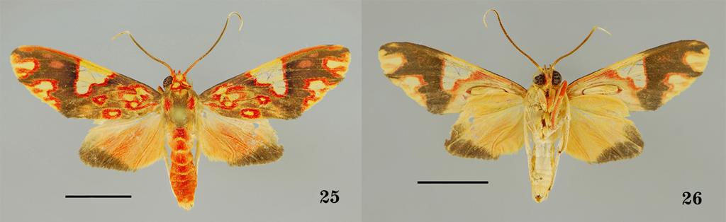 FIGURES 25 26. Paranerita kotolnuki Grados, new especies. 25. Holotype male, dorsal. 26. Holotype male, ventral. Scales=5 mm. Description male (Figs. 25 26) and females.