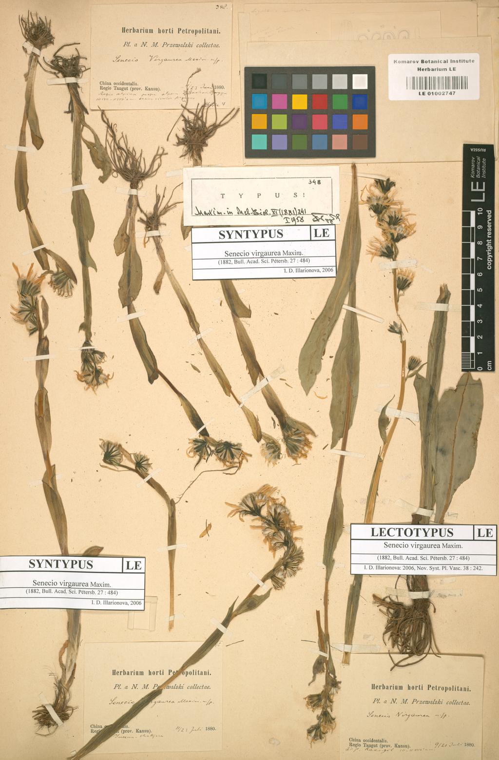 September, 2013 Illarionova: Typification and specific status of Senecio lagotis