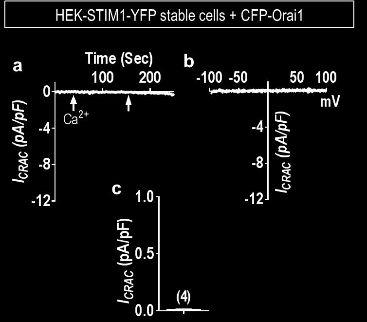 Supplementary Figure 2 Control experiments showing, under store-replete conditions, HEK-STIM1-YFP cells expressing CFP-Orai1 do not develop I CRAC.