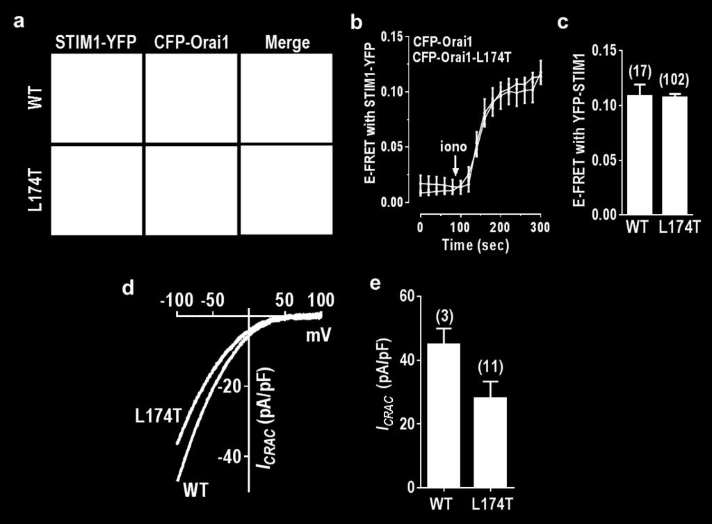 Scale bar = 5 μm. (b) E-FRET between STIM1-YFP and CFP-Orai1 or CFP-Orai1-L174T expressed in HEK-STIM1-YFP cells.
