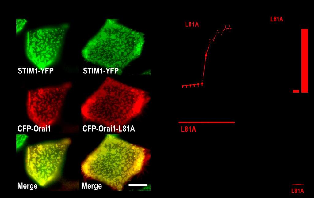 Supplementary Figure 7 The Orai1 N-terminal mutation, L81A, completely blocks STIM1-induced channel activation without altering coupling with STIM1.