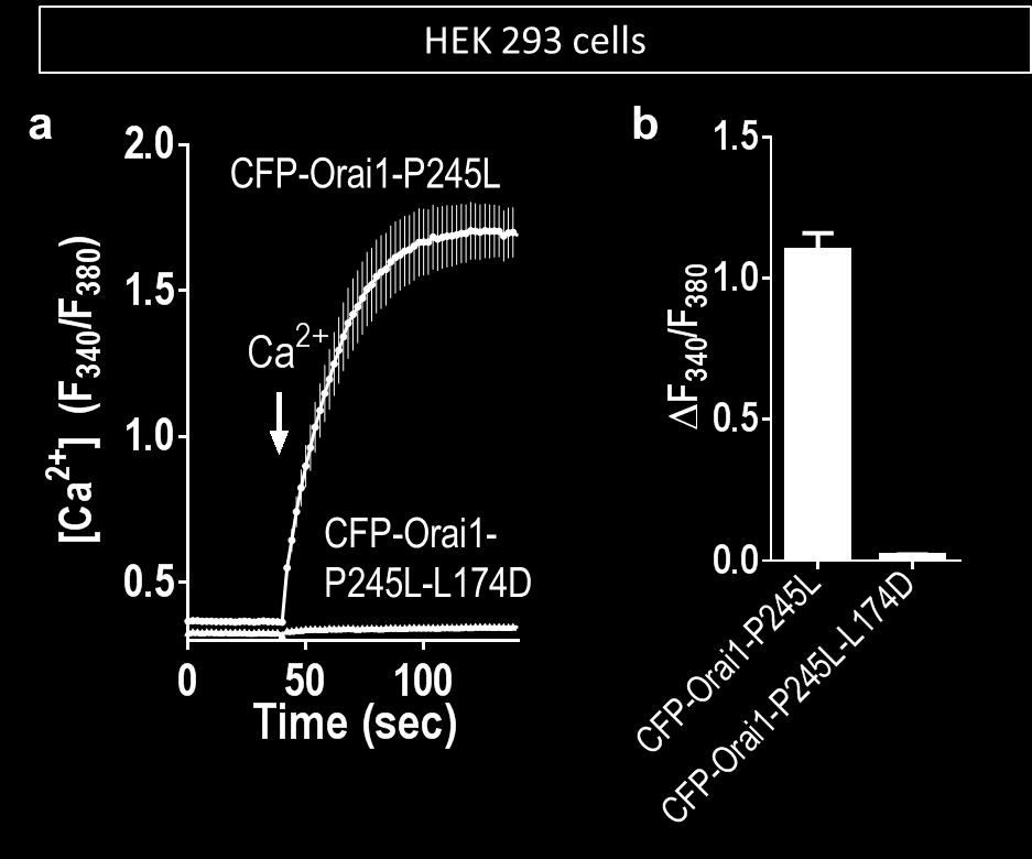 (a) Fura-2 Ca 2+ responses in store-replete HEK cells expressing CFP-Orai1-P245L (black) or