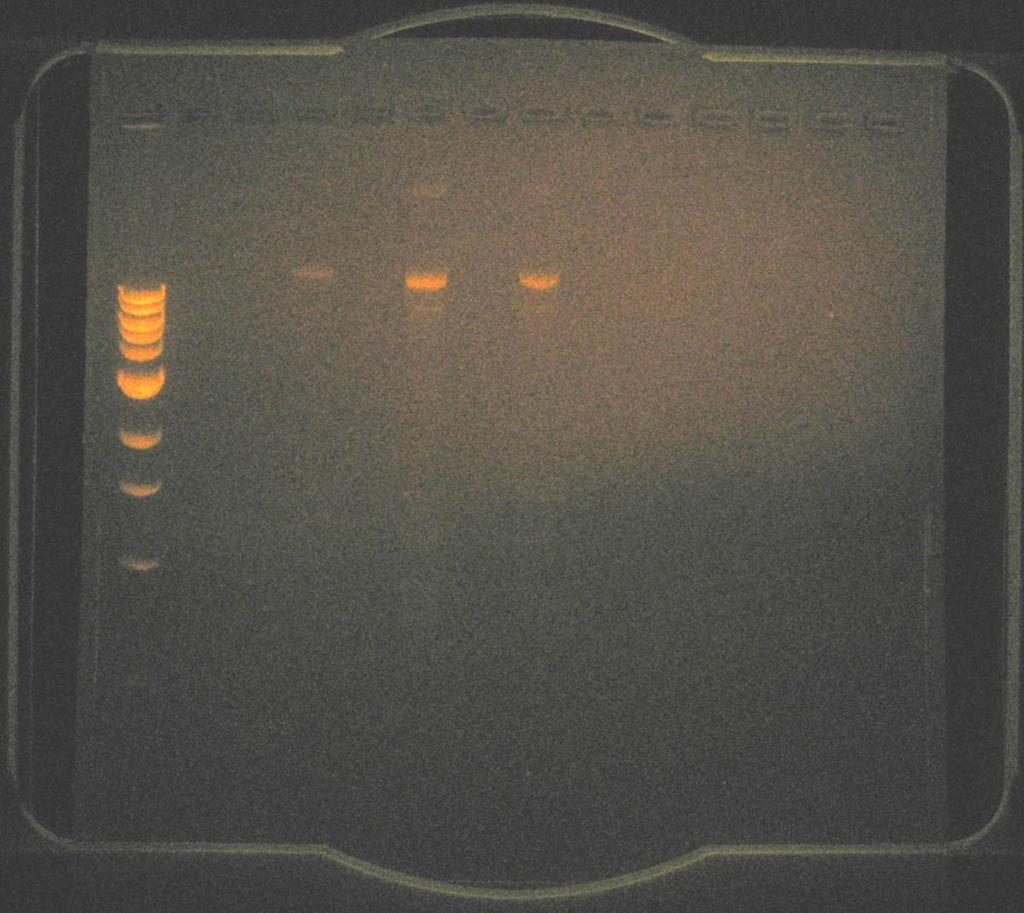 DNA Interaction: Gel Electrophoresis Ladder Control DNA NP-DNA (4 h) NP-DNA (30 min) Palchoudhury, S.; Xu, Y.